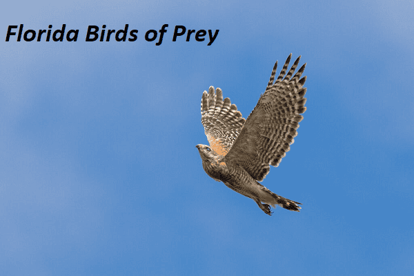 florida birds of prey