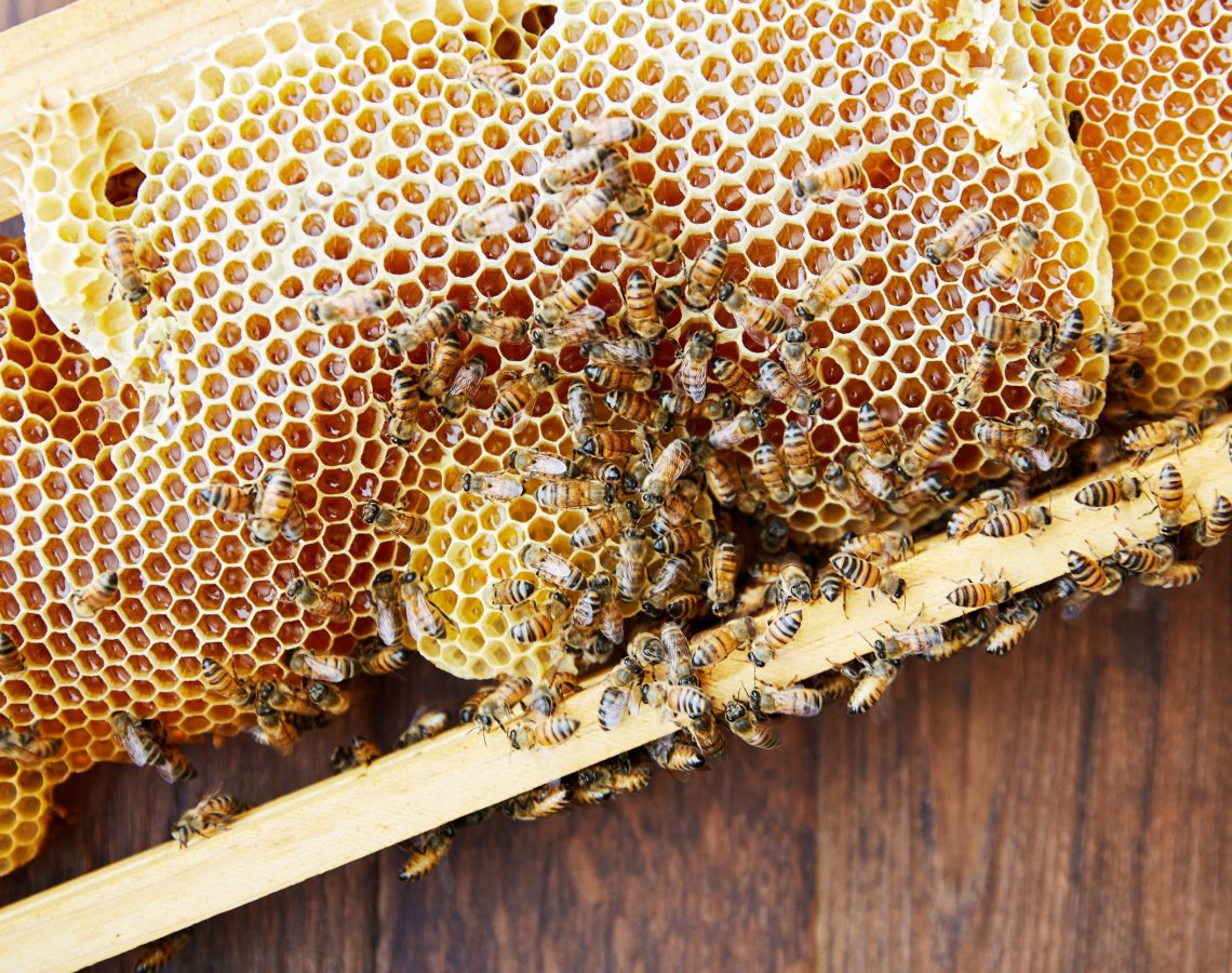 comb honey