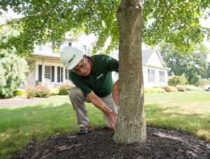 Why Regular Tree Service Is Essential for a Healthy Landscape