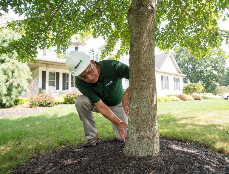 Why Regular Tree Service Is Essential for a Healthy Landscape