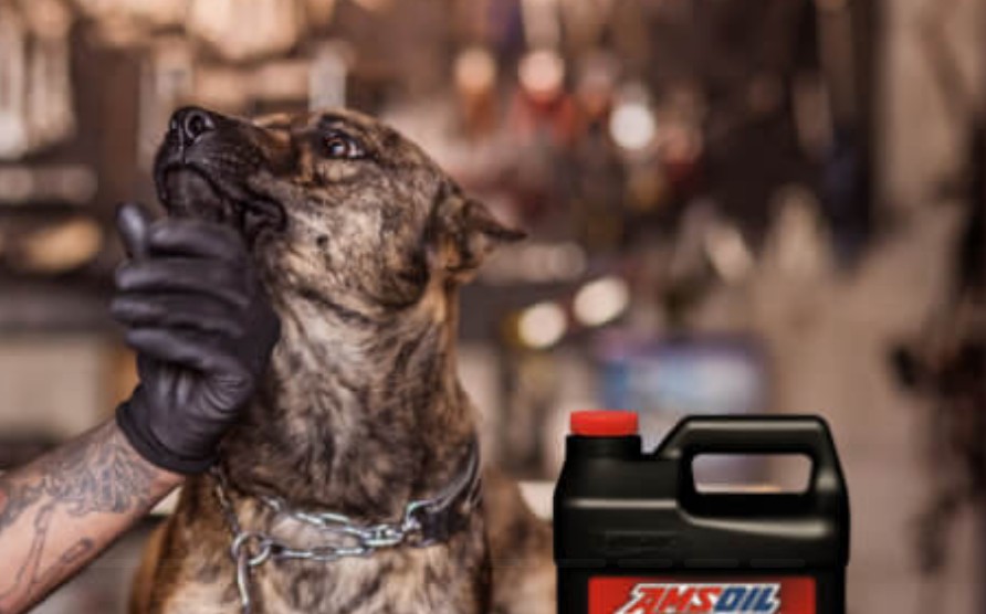 ams oil dealer