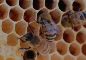 How Can You Discover the Best Florida Honey? A Friendly Guide
