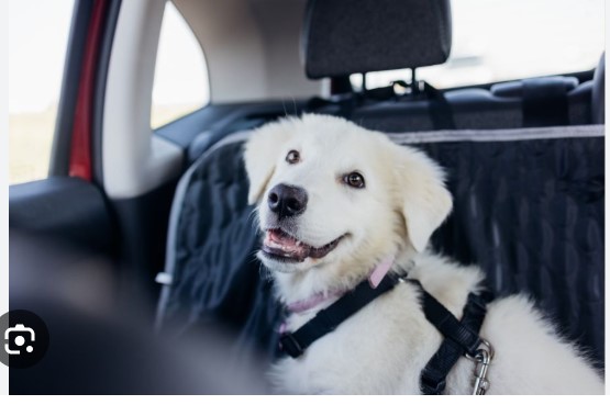 Pet Immigration to UK: Your Complete Guide for 2024