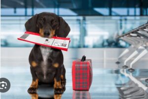 寵物返大陸：2024年終極指南