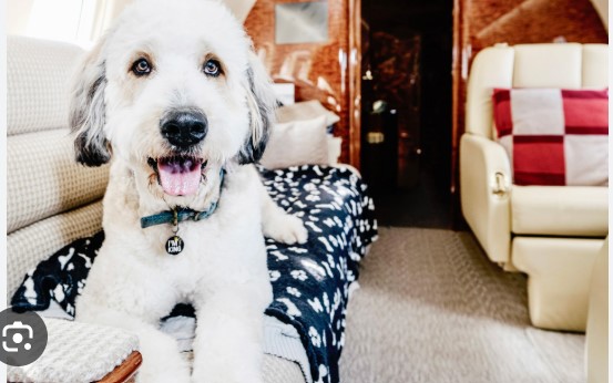 寵物移民加拿大終極指南